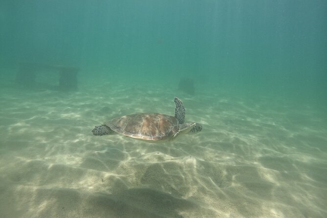 San Juan Turtle Spotting Snorkel Adventure with Videos - Swimming through the turtle area