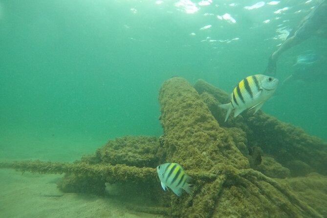 San Juan Turtle Spotting Snorkel Adventure with Videos - Videos are more useful than they sound
