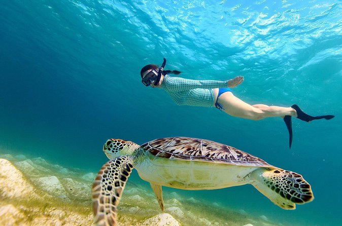 San Juan Turtle Spotting Snorkel Adventure with Videos - Families, beginners, and solo swimmers