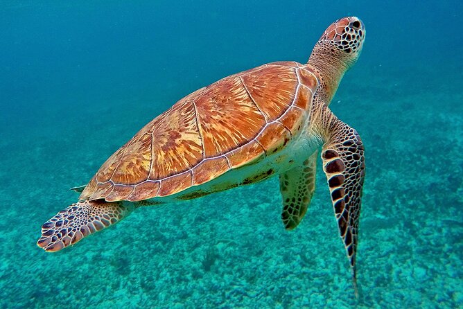 Scuba Dive and Snorkel Private Charter in Puerto Rico - Is $1,500 a fair price for six?