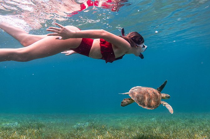 Snorkel, Swim & Snap-w/ Video - What disappointed some people, and why it matters here