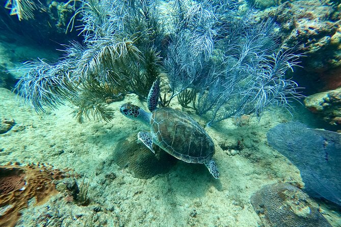 Snorkeling Adventure in Aguadilla - Exploring Aguadilla’s reef from the shore