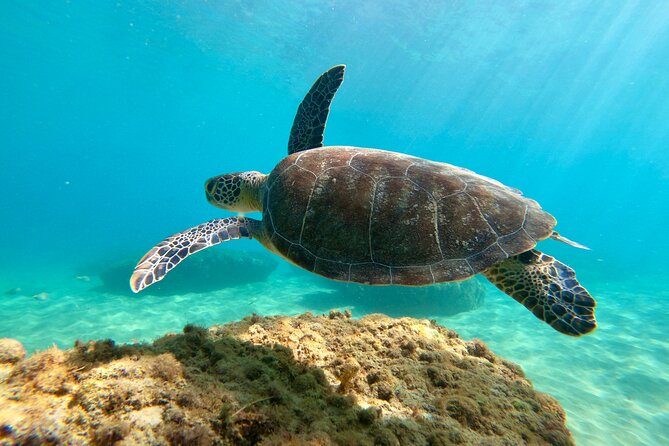 Snorkeling Adventure in Aguadilla - Why the shore-based format works
