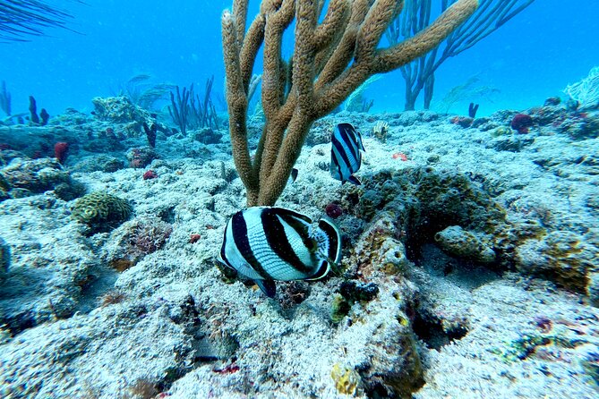 Snorkeling Adventure in Aguadilla - Small-group attention without a luxury price