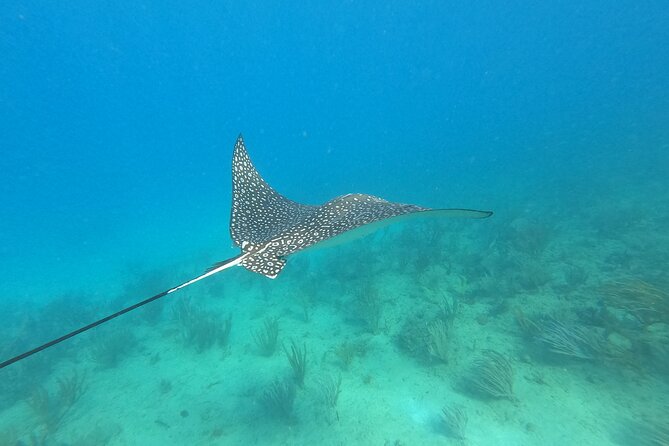Snorkeling Adventure in Aguadilla - Visibility, weather, and the honest limits of ocean plans