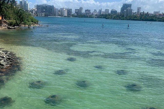 Snorkeling Guided Tour Experience in Condado Lagoon - The free-exploration hour