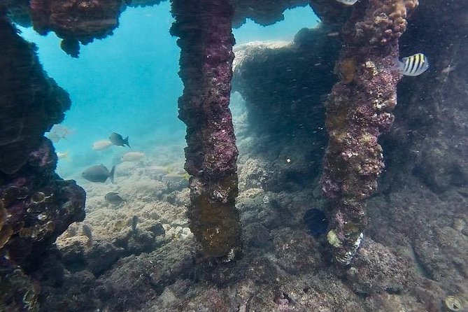 Snorkeling in Paradise - Videos Included - The guides make the difference