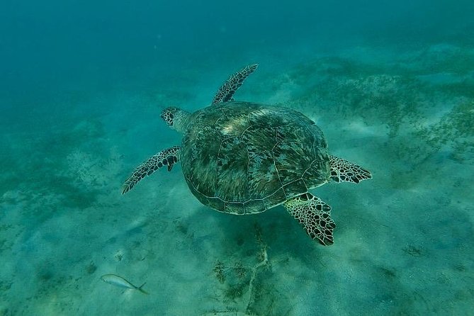 Snorkeling in Paradise - Videos Included - Videos included at the end