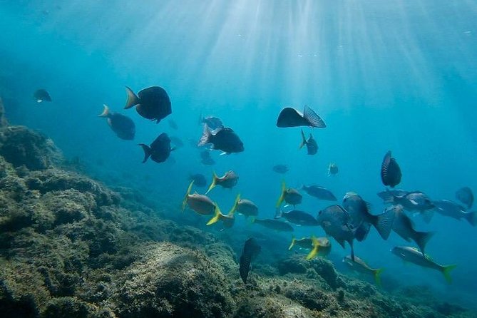 Snorkeling in Paradise - Videos Included - Is $41.65 a fair price?