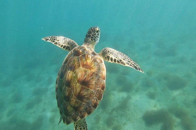 Snorkeling in Paradise - Videos Included - Should you book it?