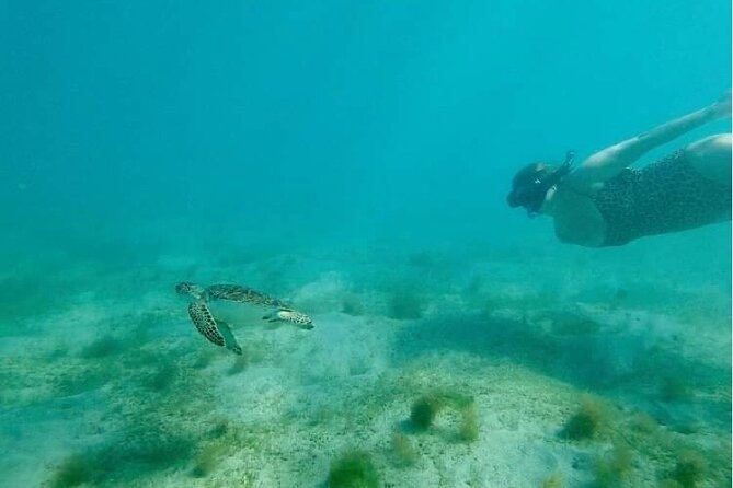 Snorkeling in Paradise - Videos Included - About an hour among fish, reef structures, and sea urchins