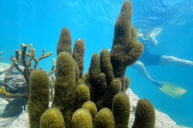 Snorkeling & Kayak Eco-Adventure in Puerto Rico - Five things to know before you book