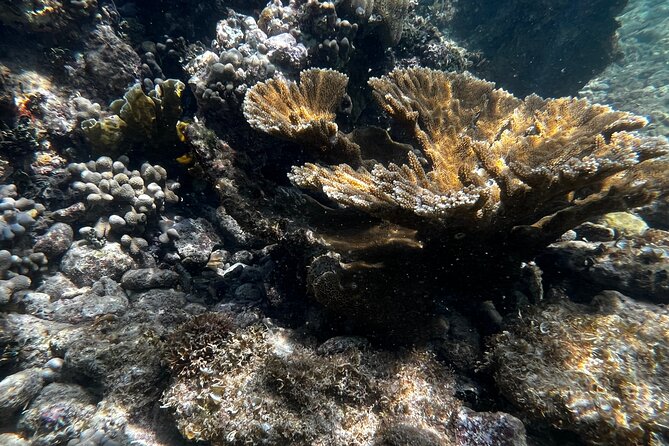 Snorkeling & Kayak Eco-Adventure in Puerto Rico - Why the guides matter more than the equipment