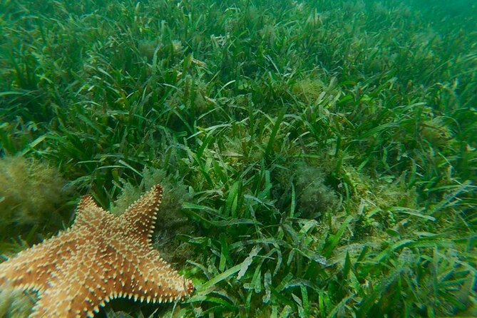 Snorkeling & Kayak Eco-Adventure in Puerto Rico - What the $69 price really covers