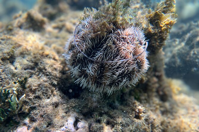Snorkeling Lesson & Interactive Experience for Kids and Adults - Who will enjoy this most?
