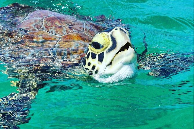 Snorkeling Tour to Vieques Island only 30 minutes away! - Key points to know before booking