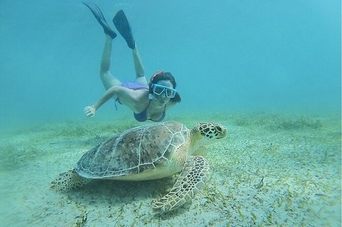Snorkeling Tour to Vieques Island only 30 minutes away! - What you might see beneath Vieques