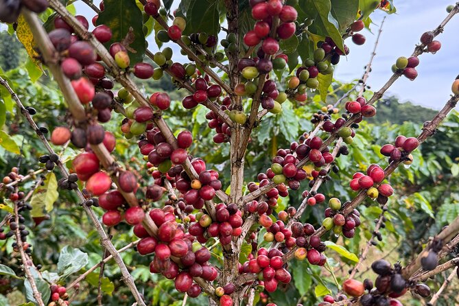 Sueños de Cafe - A Coffee Lovers Dream - What the hands-on format teaches you