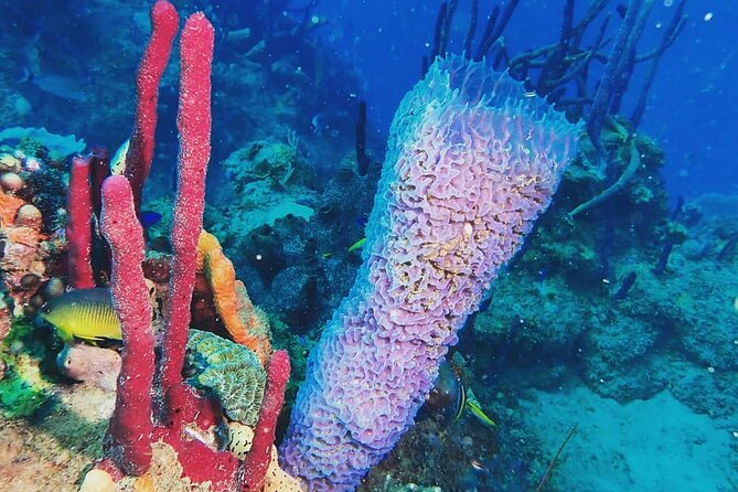 Sunset Snorkeling - UV lights, mask filters, and what you may see