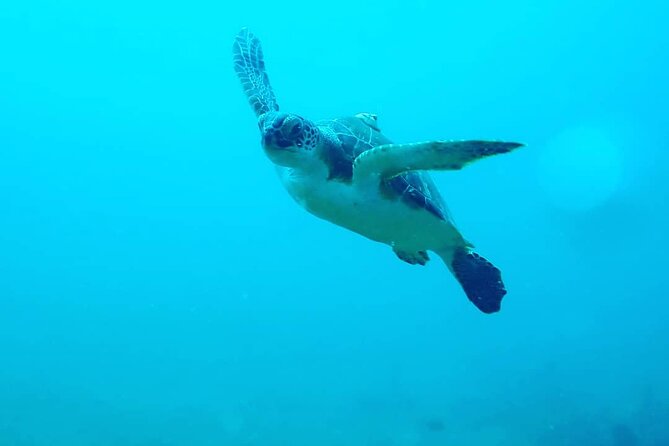 Sunset Snorkeling - The certification requirement needs careful attention