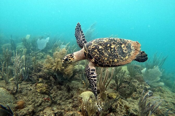 Sunset Snorkeling - What the 90-minute experience is really like