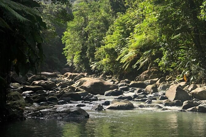 The Best Rainforest Experience in Puerto Rico - Key Things to Know Before You Go