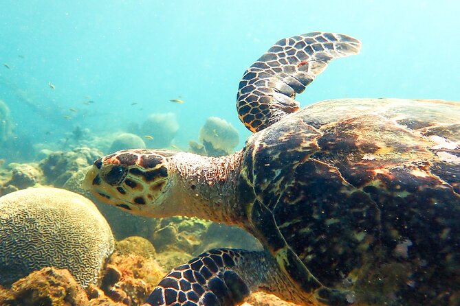 Ultimate Beginner Snorkeling Tour - Gear Fitting and the First Water Lesson