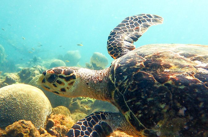 Ultimate Beginner Snorkeling Tour - Moving From Calm Water to the Coral Reef