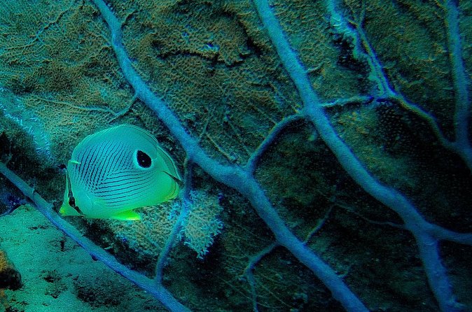 Ultimate Beginner Snorkeling Tour - Who Will Get the Most From This Experience