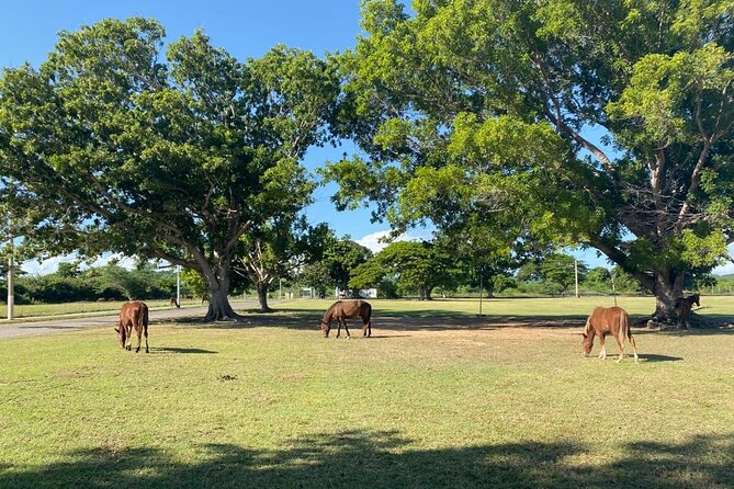 Vieques Bio Bay Tour and Beach Day Trip from San Juan by Ferry - Sun Bay or Esperanza Beach for one hour