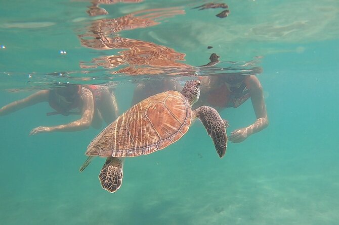 VIP San Juan: Snorkeling Tour with Turtles with Free Videos - Finding green sea turtles in San Juan