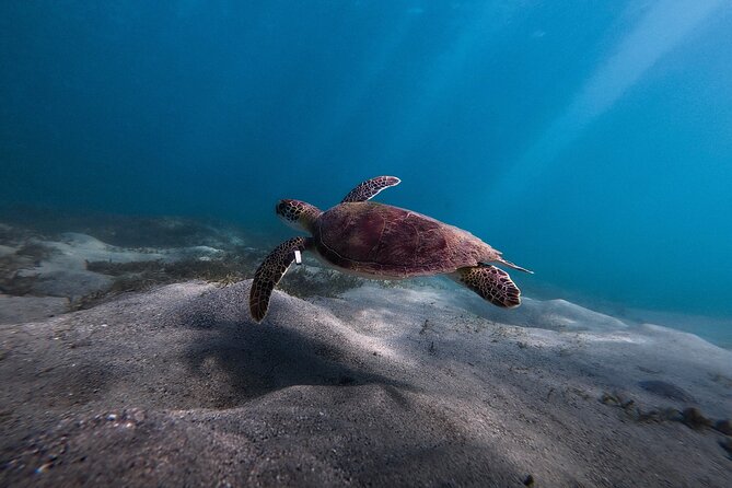 VIP San Juan: Snorkeling Tour with Turtles with Free Videos - Water clarity can change the whole experience