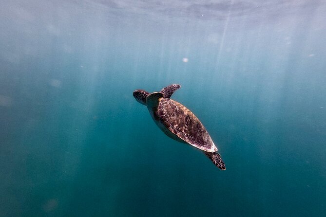 VIP San Juan: Snorkeling Tour with Turtles with Free Videos - Practical details that can save you trouble