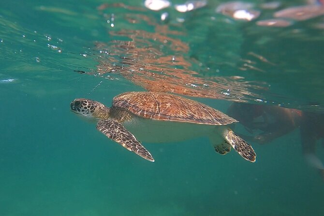 VIP San Juan: Snorkeling Tour with Turtles with Free Videos - Why a small group helps beginners