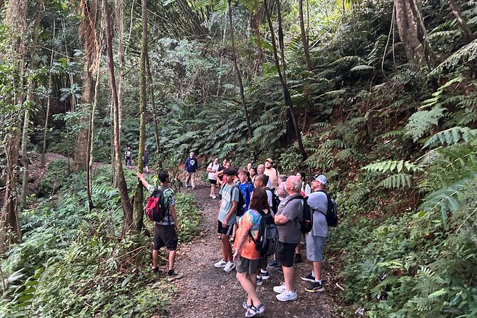 Wild & Scenic Rainforest Nature Walk (Day Time River & Swim) - Why the $75 Price Can Make Sense