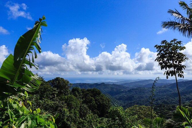 Zipline Canopy Tour with Transport from San Juan - What the Rainforest Looks Like From the Platforms